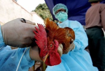 Veterinarians examining a chicken.